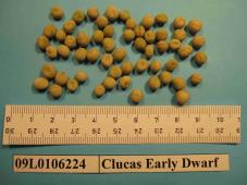 Click for 1 image(s) for this accession. Image